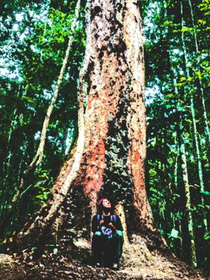 No Norte da Saudade's poster