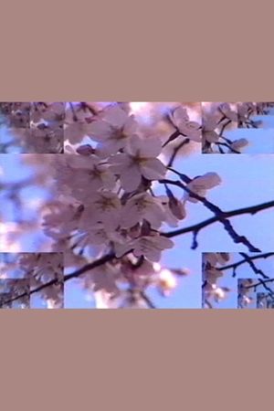 Rock Video: Cherry Blossom's poster