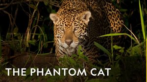 The Phantom Cat: Jaguar's poster