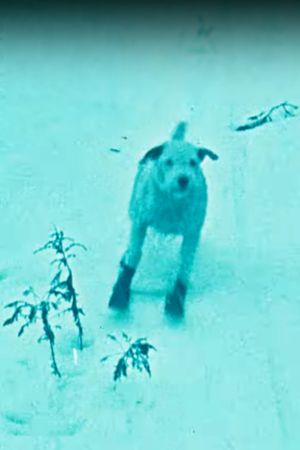 A Winter's Tale's poster