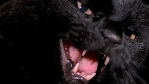 The Black Cat's poster