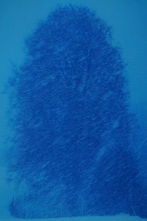 Beech Tree-Appearance's poster