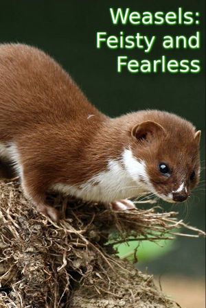 Weasels: Feisty and Fearless's poster