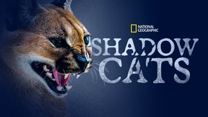 Shadow Cats's poster