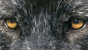 Wolf's poster