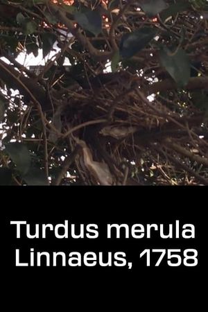 Turdus merula Linnaeus, 1758's poster