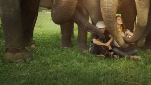 Love & Bananas: An Elephant Story's poster