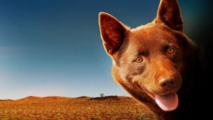 Red Dog's poster