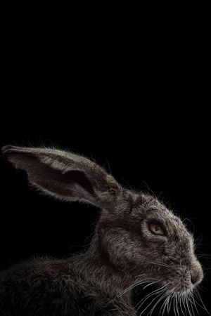 The Witch's poster