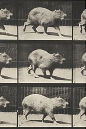 Capybara Walking's poster