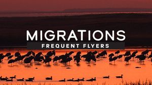 Migrations: Frequent Flyers's poster