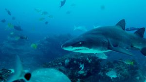 Big Sharks Rule's poster