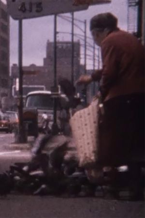 Pigeon Lady's poster