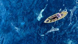 Need A Bigger Boat's poster