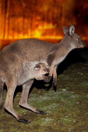 Bushfire Animal Rescue's poster