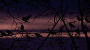 Crows - Nature Is Watching Us's poster