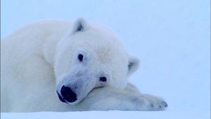 Tears in the Arctic's poster