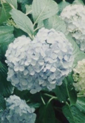 Imitating the Flower of Hydrangea's poster