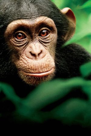 Chimpanzee's poster