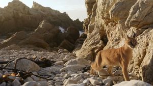Caracal: The Lone Cat Society's poster