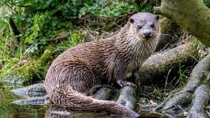 The Otter: A Legend Returns's poster