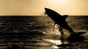 Big Sharks Rule's poster