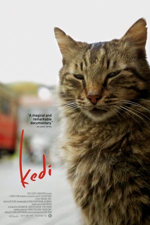 Kedi's poster