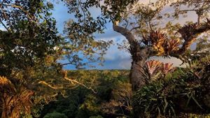The Secret Life of the Rainforest's poster