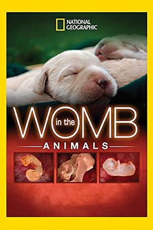 In The Womb: Animals's poster image