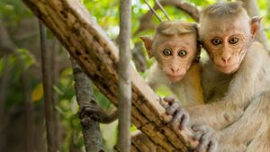 Monkey Kingdom's poster