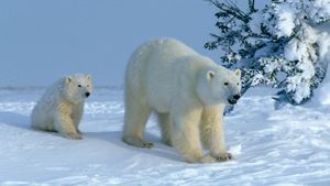 Attenborough Explores... Our Fragile World's poster