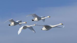 Zugvögel - Ein Jahr vergeht im Flug's poster