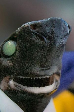Alien Sharks: Return To The Abyss's poster