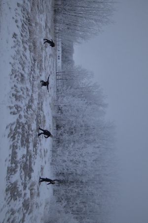 Soft Red Winter's poster