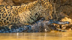 Jaguar vs. Croc's poster