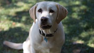 The Dog Who Saved Easter's poster