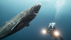 Les requins qui venaient du froid's poster
