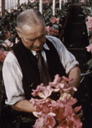 Andy Benson Orchid's poster