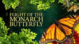 Flight of the Monarch Butterfly's poster