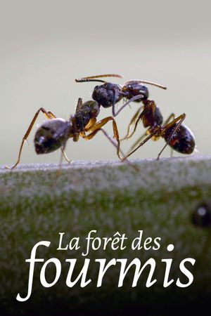 La Forêt des fourmis's poster