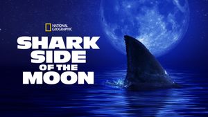 Shark Side of the Moon's poster