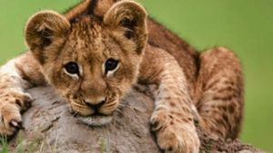 The Last Lions's poster