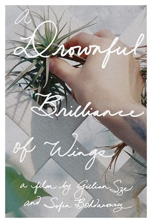 A Drownful Brilliance of Wings's poster