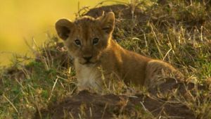Peur sur la savane's poster