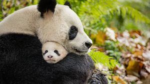 Born in China's poster