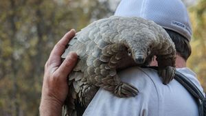 Pangolin: Kulu's Journey's poster