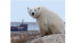 Life in Polar Bear Town with Gordon Buchanan's poster