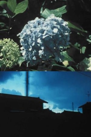Imitating the Flower of Hydrangea's poster
