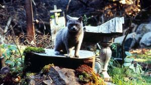 Pet Sematary's poster