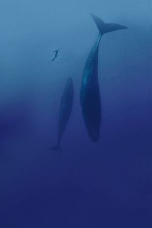 Freediver's poster